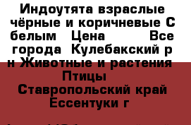 Индоутята взраслые чёрные и коричневые С белым › Цена ­ 450 - Все города, Кулебакский р-н Животные и растения » Птицы   . Ставропольский край,Ессентуки г.